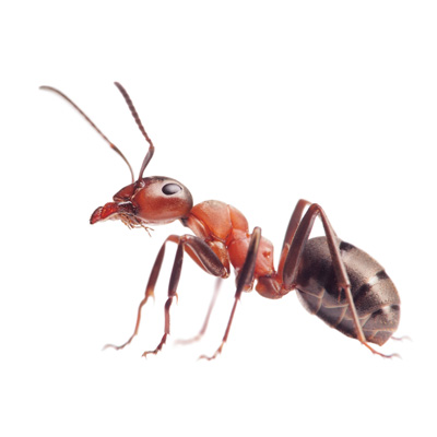 ant quaterly