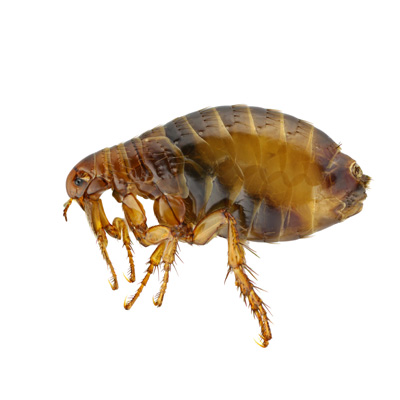 flea quaterly