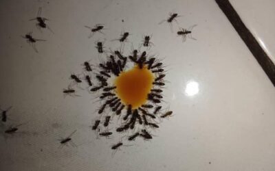 Reasons Why You Have Ant Problems at Home