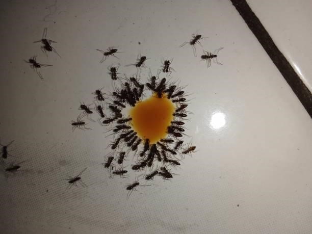 Reasons Why You Have Ant Problems at Home