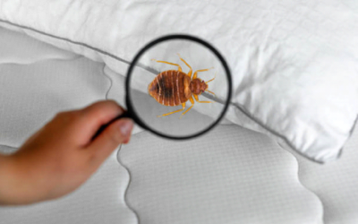 How To Prevent Bed Bug Infestation This Holiday