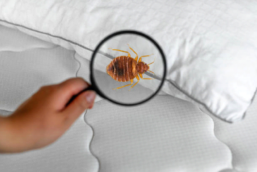 How To Prevent Bed Bug Infestation This Holiday