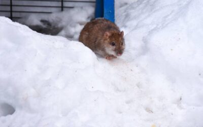 Winter Pest Control: Common Pests and How To Eliminate Them